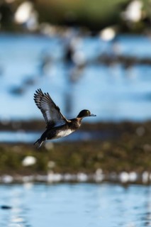 Tufted Duck, Aythya fuligula in flight at winter in Slimbridge, England, United Kingdom