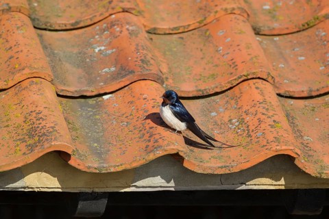 Barn swallow (Hirundo rustica) adult bird on an urban building roof in spring, England, United