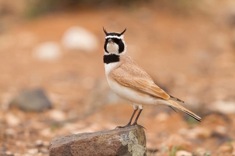 Temminck's Horned Lark - Saharaohrenlerche - Eremophila bilopha, Morocco