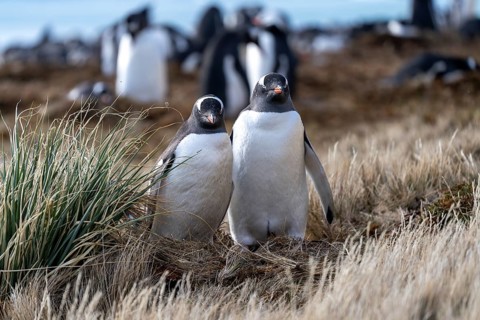 Gentoo penguins (Pygoscelis papua), two individuals standing next to each other in the tussock