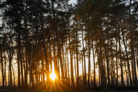Scots pines (Pinus sylvestris), sunset, sun star, Lower Saxony, Germany