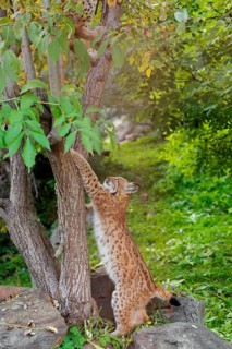 A Eurasian lynx (Lynx lynx) climbs up a tree