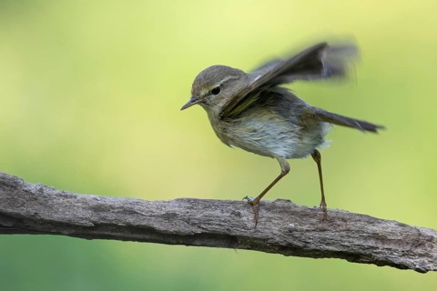 Common Chiffchaff (Phylloscopus collybita) perched on a branch, Lower Saxony, Germany