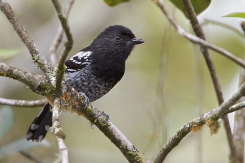 Variable Antshrike (Thamnophilus caerulescens) perched on a branch in Bolivia, South America