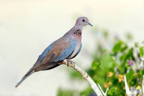 Palm Pigeon, Senegal Pigeon, (Streptopelia senegalensis), Animals, Birds, Pigeons Oman, Wadi Al