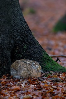 The nest of this brown hare (Lepus europaeus) is located in a beautiful high beech forest and