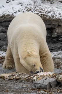 Scavenging polar bear (Ursus maritimus) eating the carcass of a stranded dead minke whale on the