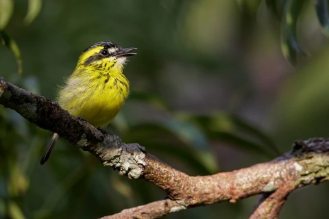 Yellow-browed Tody-Flycatcher (Todirostrum chrysocrotaphum) perched on a branch in Ecuador