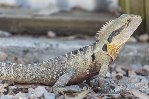 Australian Eastern water dragon (Physignathus lesueurii), Brisbane, Queensland, Australia