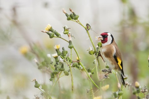 European Goldfinch - Stieglitz - Carduelis carduelis ssp. parva, Mallorca, adult male