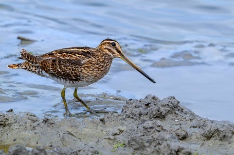 Common snipe (Gallinago gallinago) foraging in shallow water by probing soft mud at mudflat along