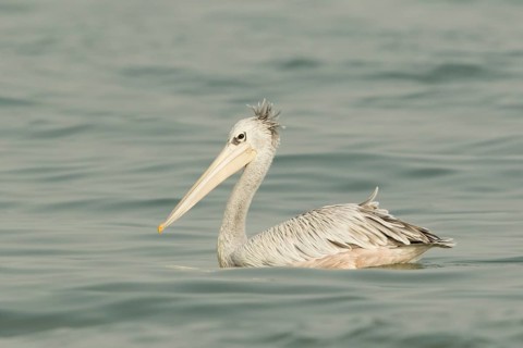 Pink-backed Pelican (Pelecanus rufescens), Gambia