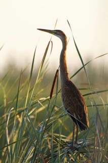 Purple Heron (Ardea purpurea), Andalusia, Spain