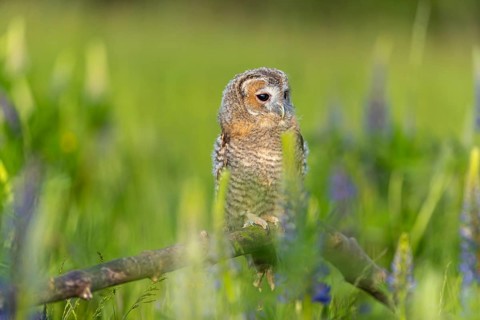 One young Ural owl (Strix uralensis) sitting on a branch lying in a field of flowering lupines in