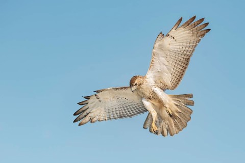 Red-tailed Hawk (Buteo jamaicensis) flying, Texas, USA