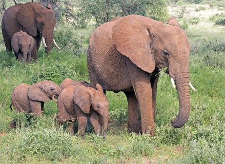 African elephant (Loxodonta africana) herd with calves, Samburu National Reserve, Kenya