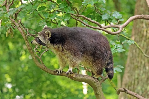 Raccoon (Procyon lotor)