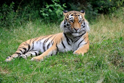 Siberian tiger (Panthera tigris altaica), adult, alert, lying in the grass