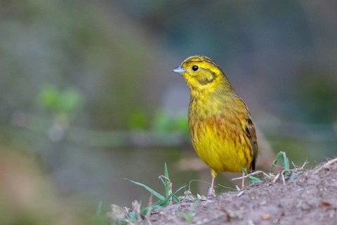 Yellowhammer (Emberiza citrinella) male on ground, North Rhine-Westphalia, Germany