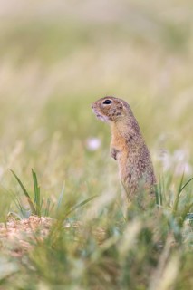 One European ground squirrel (Spermophilus citellus) or European souslik standing erected in tall