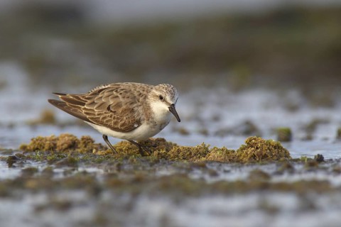 Red-necked Stint (Calidris ruficollis), Australia