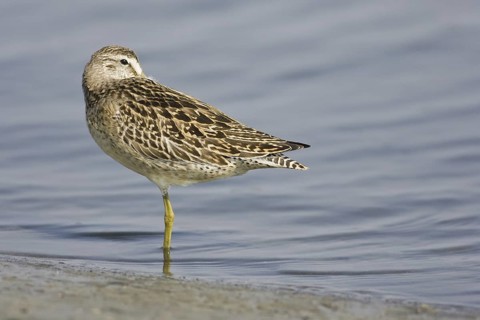 Short-billed Dowitcher (Limnodromus griseus), Virginia, USA