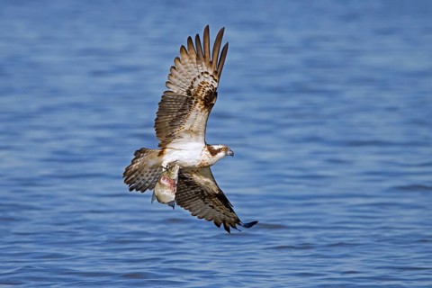 Western osprey (Pandion haliaetus) catching fish in its talons from water surface of lake in late