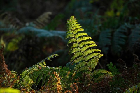 Ferns against the light