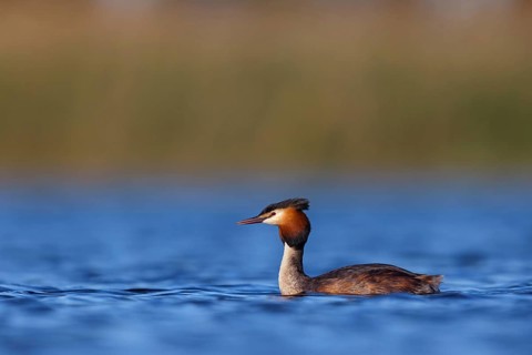 Great Crested Grebe, (Podiceps Scalloped ribbonfish), an animal, floating on the lake, water body,