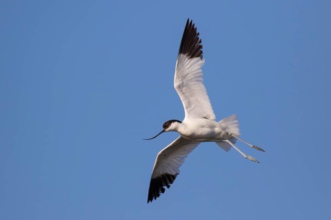 Pied Avocet (Recurvirostra avosetta) flying, Lesvos, Greece