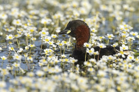 Little Grebe (Tachybaptus ruficollis), Castile-La Mancha, Spain
