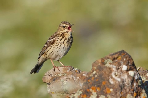 Tree Pipit (Anthus trivialis) singing, Armenia
