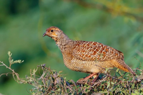 Quail francolin, (Francolinus pondicerianus), chicken bird species, francolin family, animals,