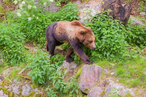 A young male Eurasian brown bear (Ursus arctos arctos) runs along the rocky shore of a small river