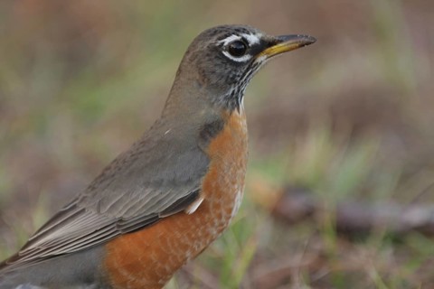 Portrait of migratory thrush (Turdus migratorius) in Homosassa, Florida, USA