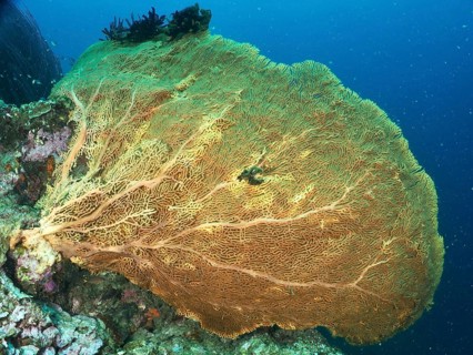 Large yellow giant fan coral (Annella mollis) stretching far into the blue ocean, dive site Prapat,