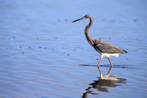 Tricoloured Heron (Egretta tricolor), adult, in the water, foraging, Merritt Island, Black Point