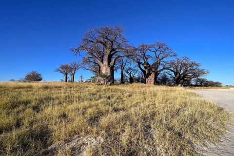 Baines Baobabs, baobab or baobab trees (Adansonia digitata), Kudiakam Pan, Nxai Pan National Park,