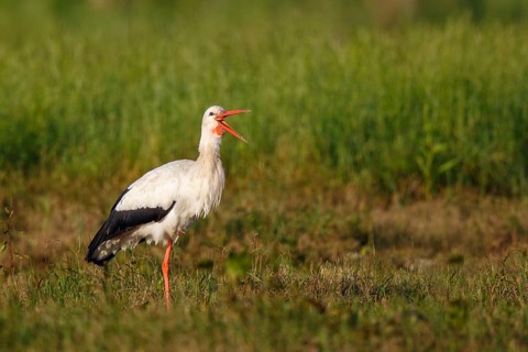 White Stork (Ciconia ciconia) foraging, North Rhine-Westphalia, Germany