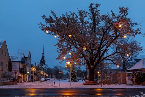 Oak tree on Wettinplatz with Herrnhut stars, star tree, in the background the New Church of Peter