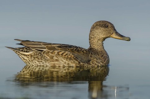 Gadwall (Mareca strepera), Schleswig-Holstein, Germany