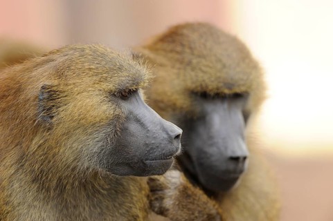 Two baboons in close-up show facial expressions that indicate communication and social bonding,