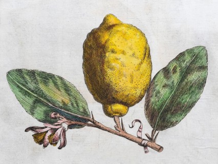 Limon Dulci Medulla Olysiponesis, lemon on a branch, citrus fruit, copperplate engraving from