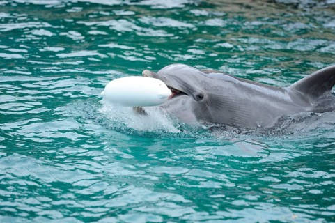 Dolphin playing with a white toy in the water, Bottlenose dolphin (Tursiops truncatus), captive