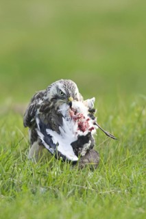Common Buzzard (Buteo buteo), Netherlands