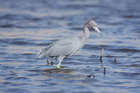 Great Blue Heron (Egretta caerulea) in the water at Myakka River State Park, Florida, USA