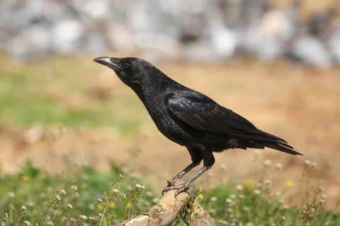 Carrion Crow (Corvus corone), Spain