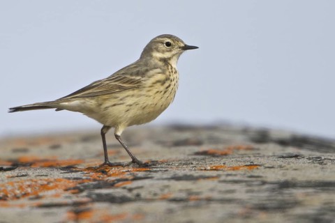 Buff-bellied Pipit (Anthus rubescens), Manitoba, Canada