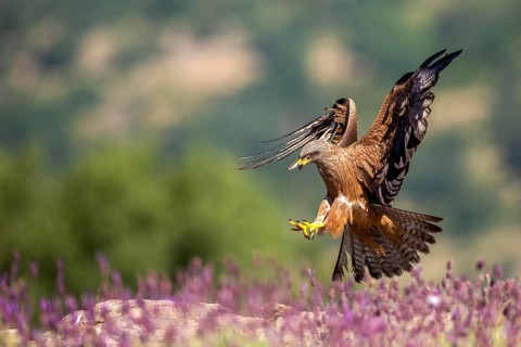 Black Kite (Milvus migrans) landing, Madrid, Spain