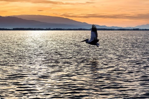 Single Dalmatian Pelican (Pelecanus crispus) flying, Lake Kerkini, Lake Kerkini, sunrise, Central